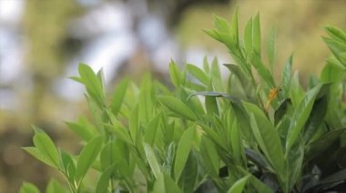 Baharda seçici odaklı bahçe ayrıntıları