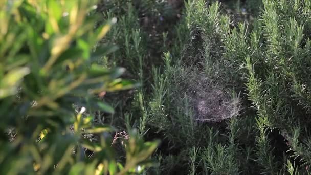 Yeşil Bahçedeki Bitkilerin Üzerindeki Örümcek Ağları — Stok video