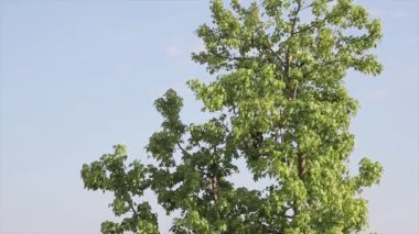 Baharda mavi gökyüzünün altındaki huş ağacı