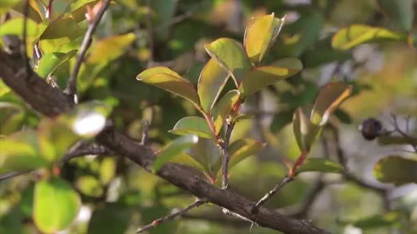 Zweig Mit Blättern Frühling — Stockvideo