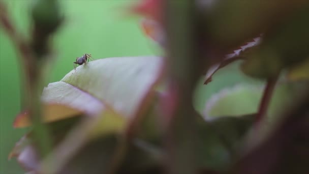 Ant Τρώει Φύλλα Πλάνα Που Λαμβάνονται Φακό Macro — Αρχείο Βίντεο