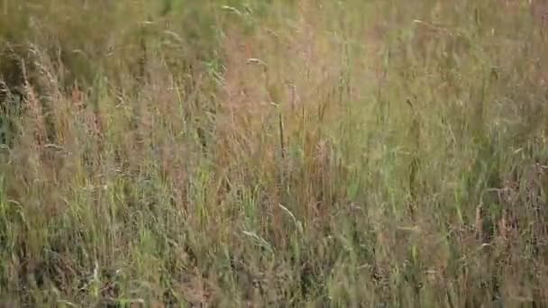 Champ d'avoine au printemps avec mouvement du vent 