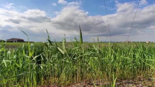 Krajobraz wiejski z trawą 2 — Wideo stockowe
