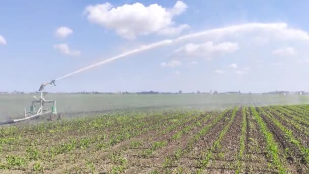 Scène d'irrigation du maïs — Video