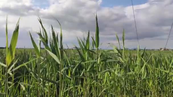 Paysage rural avec herbe 3 