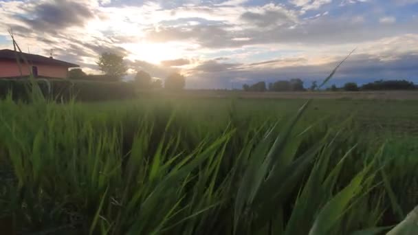 Landschaft Mit Gras Feld Und Sonnenuntergang — Stockvideo