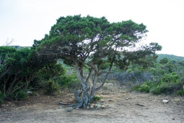Adanın güney kıyısındaki doğada sardalya ağacı