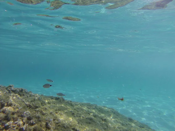 Подводный Вид Прозрачное Море Юге Сардинии — стоковое фото