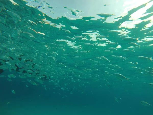 Güney Sardunya Daki Saydam Deniz Manzarası — Stok fotoğraf