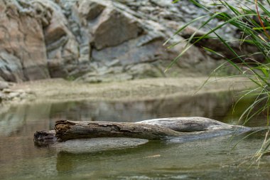 Sa Stiddiosa 'nın doğal damlama taşının altından bakın: bitki örtüsüyle kaplı kayalık bir duvar, suyun duvarlardan geçmesine ve kayaların arasındaki dalgalanmalara izin verir
