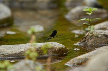 Yusufçuk, Sardunya 'daki derenin kayalıklarında poz verir.