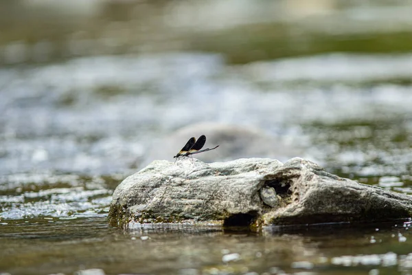 Libélula Posa Sobre Las Rocas Del Arroyo Cerdeña —  Fotos de Stock