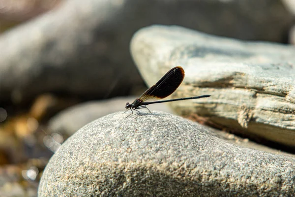 Dragonfly Poseert Rotsen Van Rivier Sardinië — Stockfoto