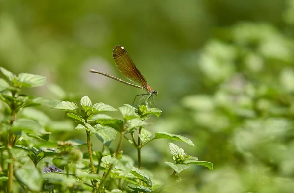 Yusufçuk Makro Mercekle Çekilmiş Yeşil Yapraklar Üzerinde Poz Verir — Stok fotoğraf