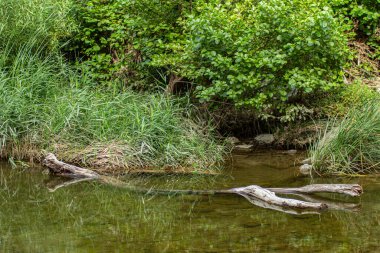 Sa Stiddiosa 'nın doğal damlama taşının altından bakın: bitki örtüsüyle kaplı kayalık bir duvar, suyun duvarlardan geçmesine ve kayaların arasındaki dalgalanmalara izin verir