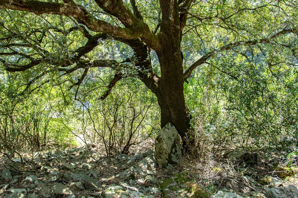 Säkularer Baum Sardinien Sommer Einem Sonnigen Tag — Stockfoto