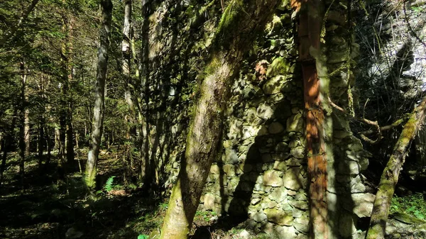 Sonbahar mevsiminde gün boyunca dağ tahtası detayı