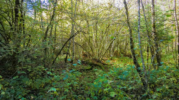 秋の日中の山の木の詳細 — ストック写真