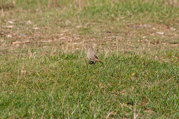 Маленькая Птичка Траве Парке Доломитах — стоковое фото