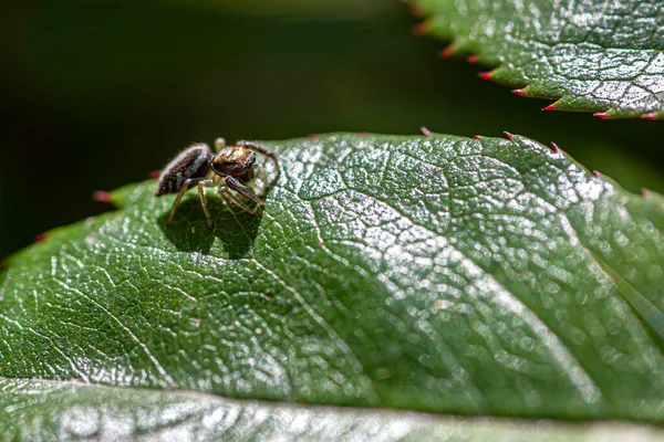 Pequena Aranha Caminha Folha Imagem Tirada Com Lente Macro — Fotografia de Stock