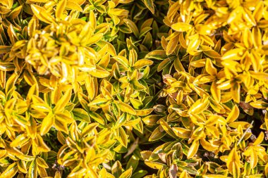 Doku yay yaprakları, yüksek detay düzeyinde görüntü