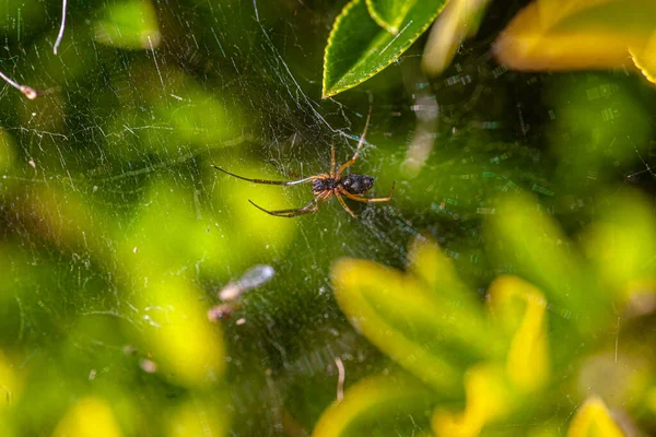 Petite Araignée Dans Nature Immergée Dans Les Laves Printemps Image — Photo