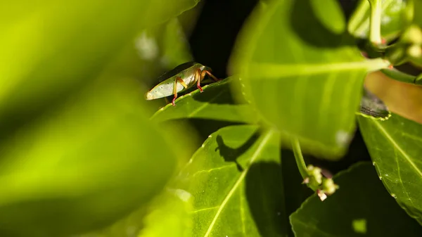 Percevejo Nas Folhas Halyomorpha Halys Tempo Primavera Imagem Tomada Lente — Fotografia de Stock