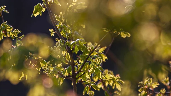 Fondo Borroso Del Follaje Imagen Tomada Atardecer Primavera — Foto de Stock