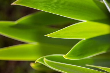 Baharda yaprakları makro mercekle çekilen doğa yeşili arkaplan