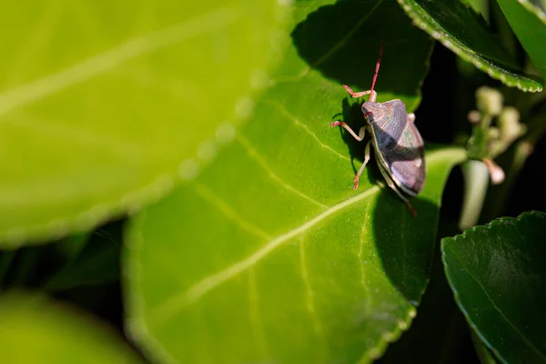 Percevejo Nas Folhas Halyomorpha Halys Tempo Primavera Imagem Tomada Lente — Fotografia de Stock