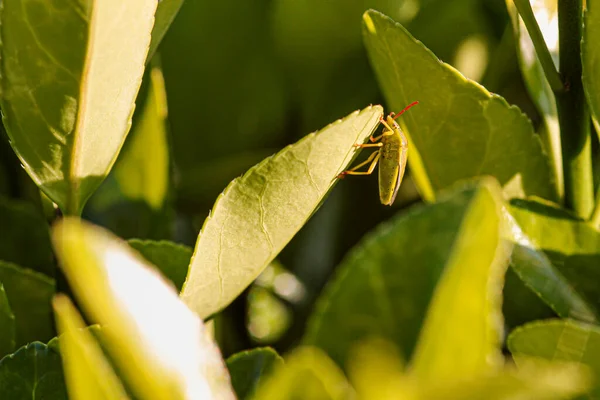 Bettwanzen Auf Den Blättern Halyomorpha Halys Frühling Aufgenommen Makrolinse — Stockfoto