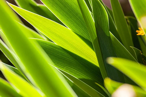 Nature Vert Fond Avec Des Feuilles Printemps Prises Avec Macro — Photo