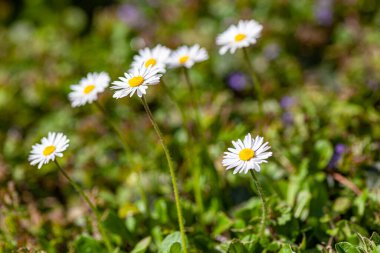 Baharda, güneşin altında bir bahçede esen papatya çiçeği
