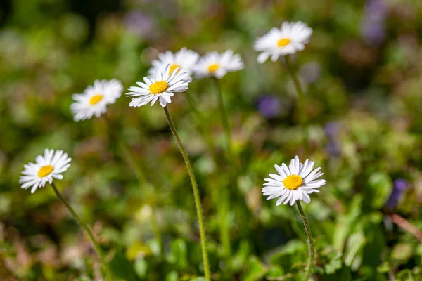 Gänseblümchen Blühen Frühling Garten Unter Sonnenlicht — Stockfoto
