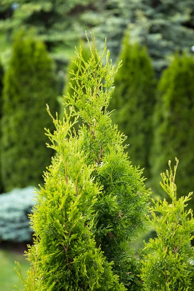 春の庭の写真撮影で緑 thuja ツリー. — ストック写真