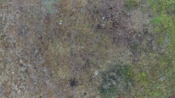 Vliegen naar beneden, dichter bij de grond, landing op groen gras. — Stockvideo