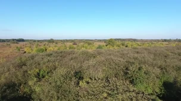 View from above orchard and trees — Stock Video