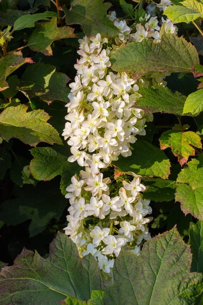 Flores blancas en jardín nocturno —  Fotos de Stock