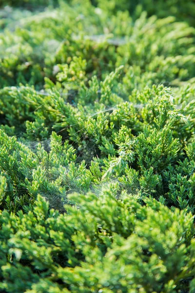 Arbusto de jardim verde — Fotografia de Stock