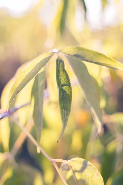 Grüne Herbstblätter — Stockfoto