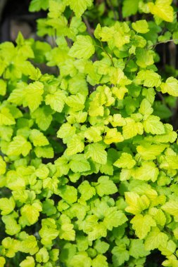 Yeşil bahar yaprakları arkaplan