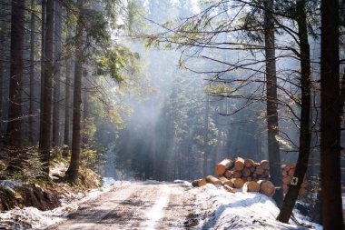Kar ve sis sonbahar sabahı ormanda