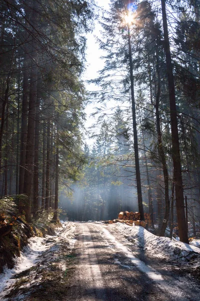 Sisli orman güneşli kış sabahı