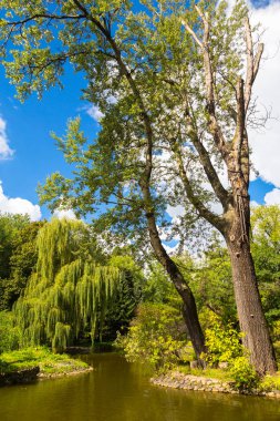 Göl kenarındaki ağaçlar, beyaz bulutlar ile güneşli gün