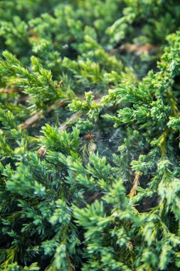 Yeşil bahçe çalı arka plan