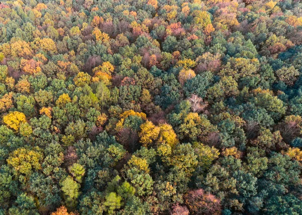 Bosque Otoñal Con Hojas Verdes Rojas Amarillas Vista Aérea Drones — Foto de Stock