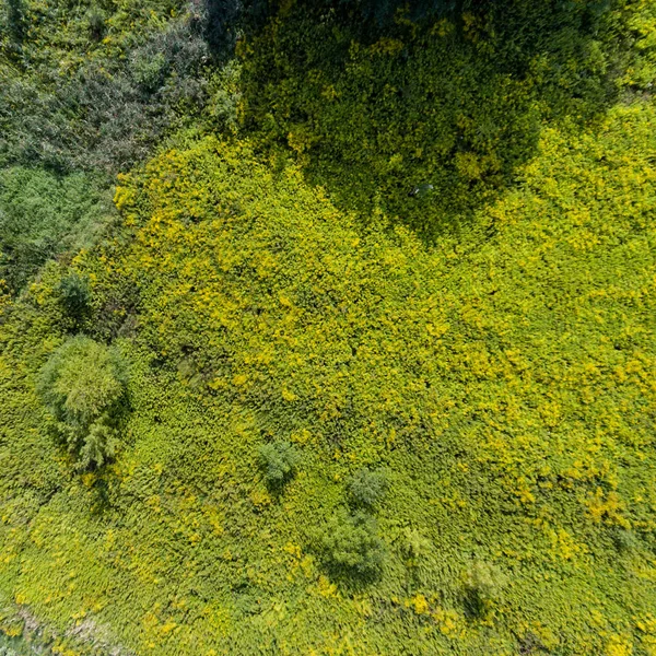 Green Grass Summer Meadow Bush Drone View — Stock Photo, Image