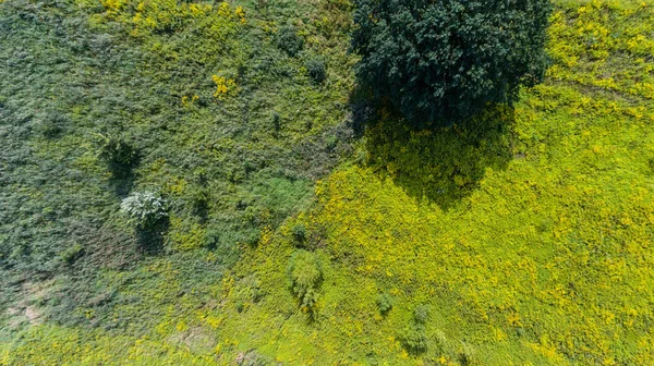 Pradera Verano Hierba Verde Con Vista Dron Arbusto Desde Arriba — Foto de Stock