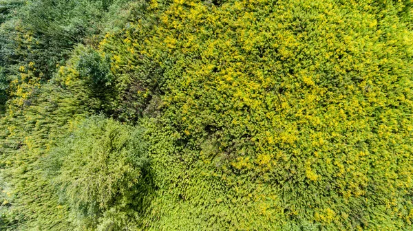 Verde Hierba Verano Pradera Arbusto Vista Superior Desde Arriba — Foto de Stock