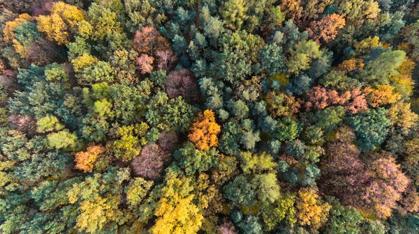 Bosque Otoñal Vista Aérea Del Dron — Foto de Stock